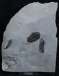 Calymene Niagarensis Triple with Brachiopod #2141-1